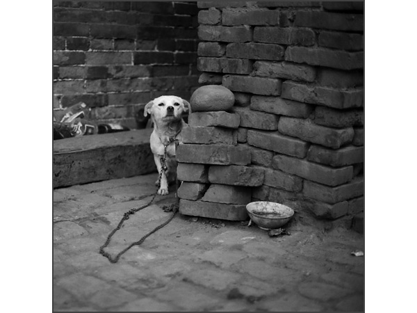 Andrew Ross - Humanity - White Dog, Pingyao